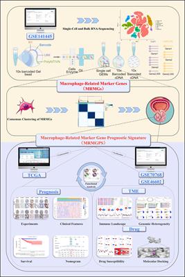 Multi-omics analysis reveals a macrophage-related marker gene signature for prognostic prediction, immune landscape, genomic heterogeneity, and drug choices in prostate cancer